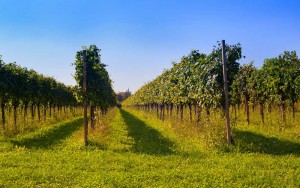 Italiaanse wijn - Friuli-Venezia Giulia