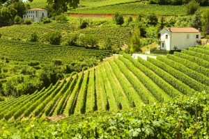 Italiaanse wijn - Piemonte