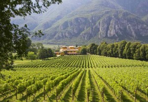 Italiaanse wijn - Trentino Alto-Adige