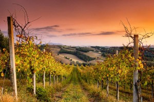 Italiaanse wijn - Umbria