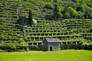 Italiaanse wijn - Valle d'Aosta