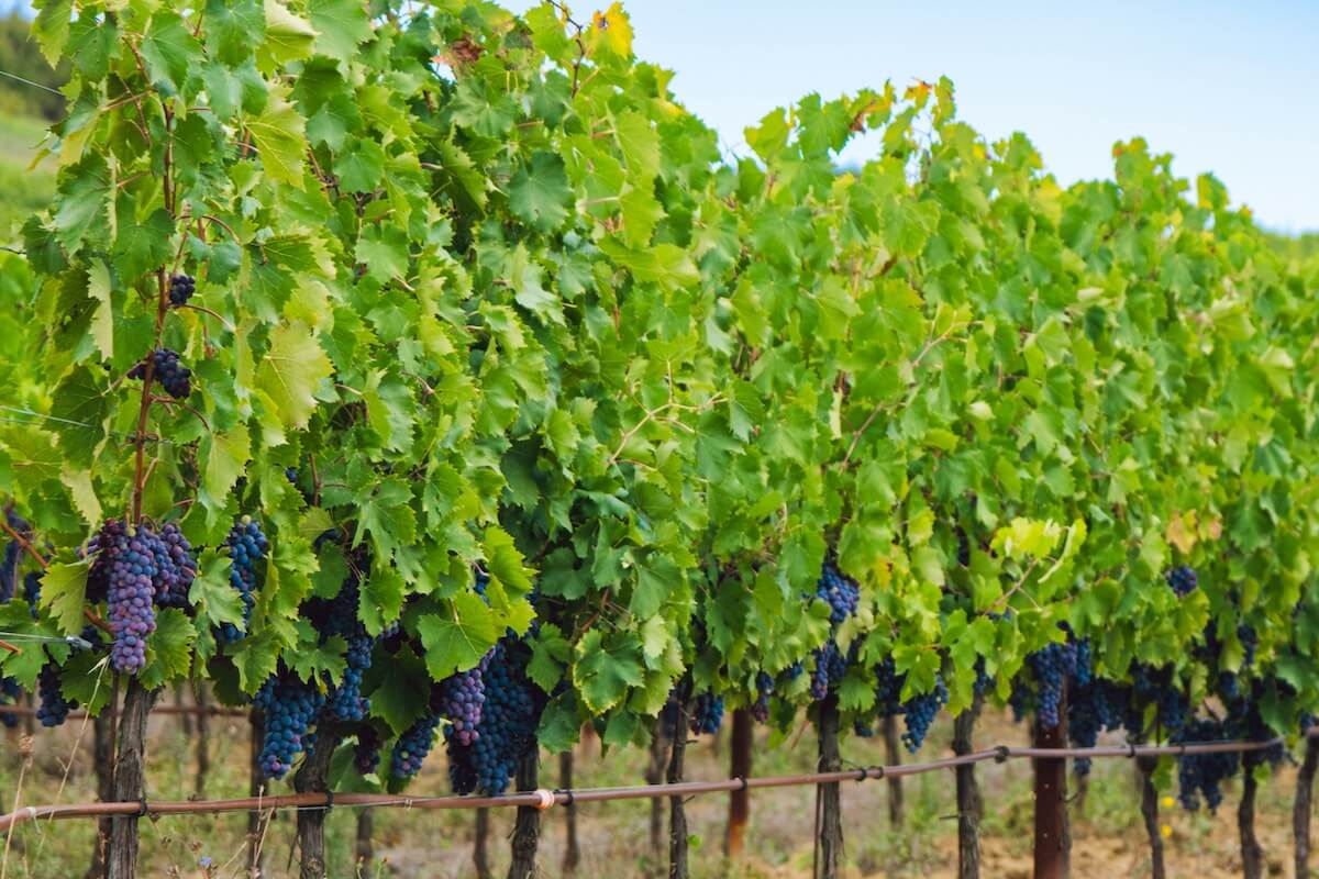 Trossen Sangiovese-druiven die rijpen aan de wijnstok nabij het middeleeuwse en renaissancestadje Montepulciano in Italië